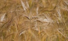 Пробив в преговорите за износ на зърно от Украйна  