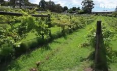 Австралия очаква края на винената война с Китай