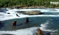 Защита на хабитата на дивата сьомга в Аляска, част 2