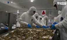 Може ли различна диета да препрограмира вашата ДНК, част 6