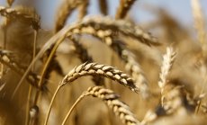 Светът изкупува европейската пшеница, както никога досега