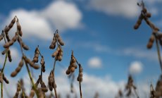 Бразилия изтласква САЩ от най-големия пазар на соя в света 