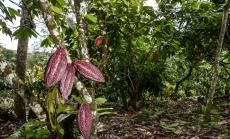 Кокаиновите фермери се преориентират към какаото