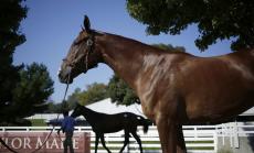 Състезателните коне влизат в списъка на потъващите финансовите активи
