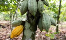 Глобалното производство на какао нараства, предстои ли поевтиняване на шоколада?