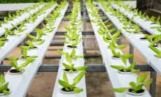 Храните на бъдещето - устойчиви и ГМО, но с истинско месо