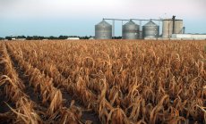 Атаката на Мъск срещу USAID ще удари и американските фермери