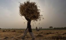 Една пета от растежа на производството на храни е загубена с изменението на климата