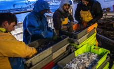 Германия: Съкращенията на европейския улов ще бъдат болезнени за индустрията