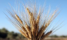 Украйна внимателно възобновява износа на зърно под зоркия поглед на целия свят