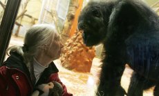 Почина Джейн Гудол, която революционизира разбирането ни за шимпанзетата