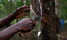 Ненаситният глад на Европа за каучук унищожава тропическите гори на Африка