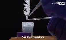 Бихте ли опитали месо, отгледано в лаборатория, част 2