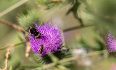 Мъртвите пчели са симптом на съвременното земеделие