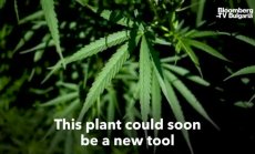 Може ли конопът да помогне срещу Covid