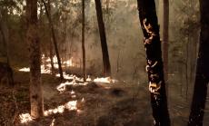 Австралийските пожари са довели до загуба от 2,6 млрд. евро за местния туризъм