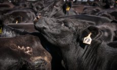 Пиковата фаза на производството на телешко месо може би вече е факт