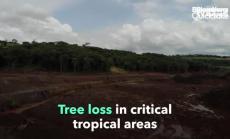 Опустошаването на горите се разрасна през 2020