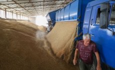Никога България не е имала толкова много зърно на склад, предстоят фалити в сектора