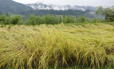 Япония прекратява 300 години търговия с фючърси на ориз