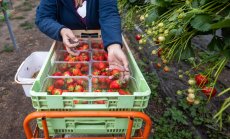 Екстремното време застрашава реколтите от храни в Европа