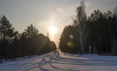 Русия открадна земята и зърното на Украйна. Сега взима и дървения материал