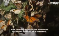 Картелите на авокадо ли убиха пеперудата-монарх, част 3