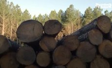 Инвеститорите залагат на нов вид дървесина за високо строителство, част 2