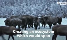 Да изградиш екосистема в Арктика