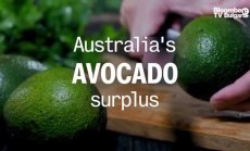 Свръхпредлагане на австралийско авокадо