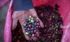 Цената на кафето ще остане висока - презапасяването и жегите удрят доставките от Виетнам