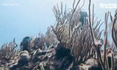 Отглеждане на корали с Coral Vita, част 2