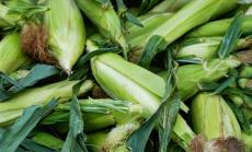 Компания за устойчиво земеделие проследява въглеродния отпечатък на реколтата