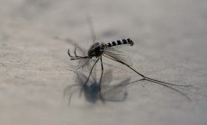 Новите кръвопийци на Исландия са предупреждение за всички нас