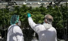 Първа компания за канабис на борсата в Европа