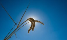 Унгария и Полша спират вноса на украински земеделски продукти, след провалена сделка