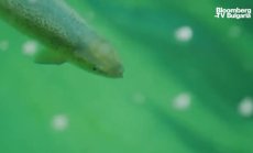 По-чиста, по-здравословна сьомга, отгледана на сушата, част 1