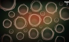 Индия: Надпреварата за човешки яйцеклетки, част 4