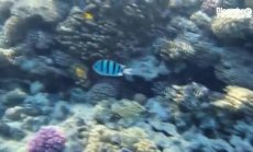 Устойчивите коралови рифове в Египет