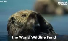 Катастрофалната загуба на дива фауна