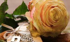 Има надежда за тъмнокафявите рози