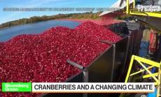 Затоплянето на климата затруднява производителите на червена боровинка в Масачузетс, част 1