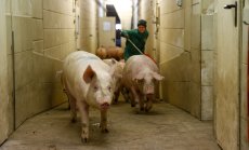 Eпидемия от шап застрашава износа на месо от Германия