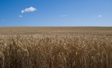 Страхове от рецесия върнаха цената на пшеницата до нивата от преди войната