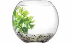 В търсене на рибите 