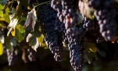 Covid-19 удари световната консумация на вино