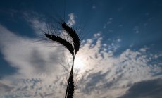 Суровините се стабилизираха в очакване на нови санкции и сделка с Иран