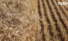 Земеделските стопанства с допълнителни 70 млн. лева за инвестиционни проекти