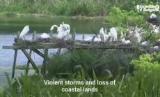 Семейството на Тобаско се бори за мочурищата си