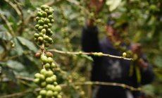 Чашата ви сутрешно кафе скоро ще ви шокира